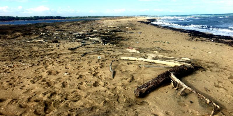 Beach with Marine Litter